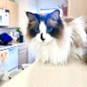 Meet your Posher, Kirsten